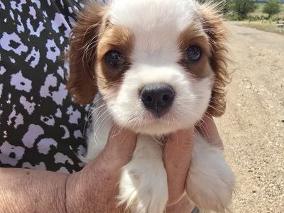 Cavalier pup