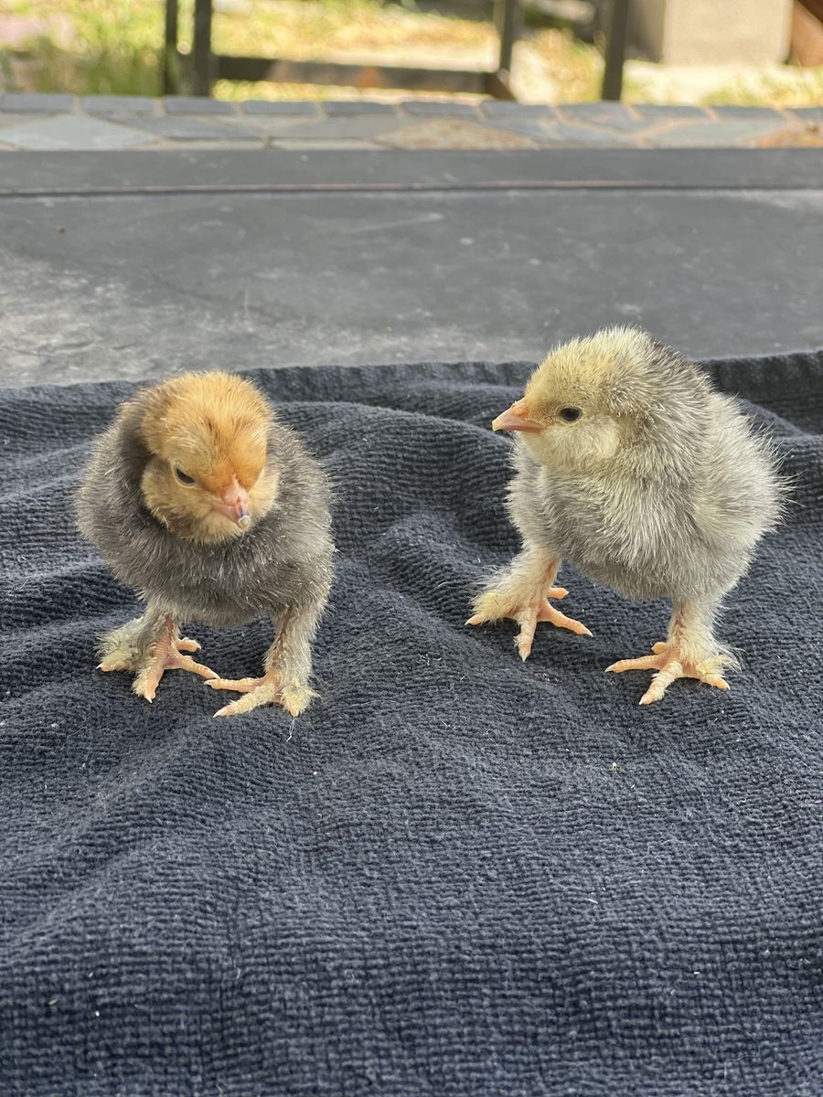 Purebred Silver and Mille Fluer D'Uccle Bantam's
