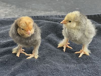 Purebred Silver and Mille Fluer D'Uccle Bantam's