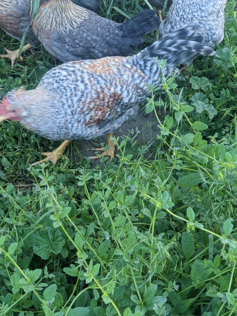 Cream Legbar Roosters