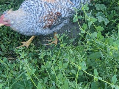 Cream Legbar Roosters