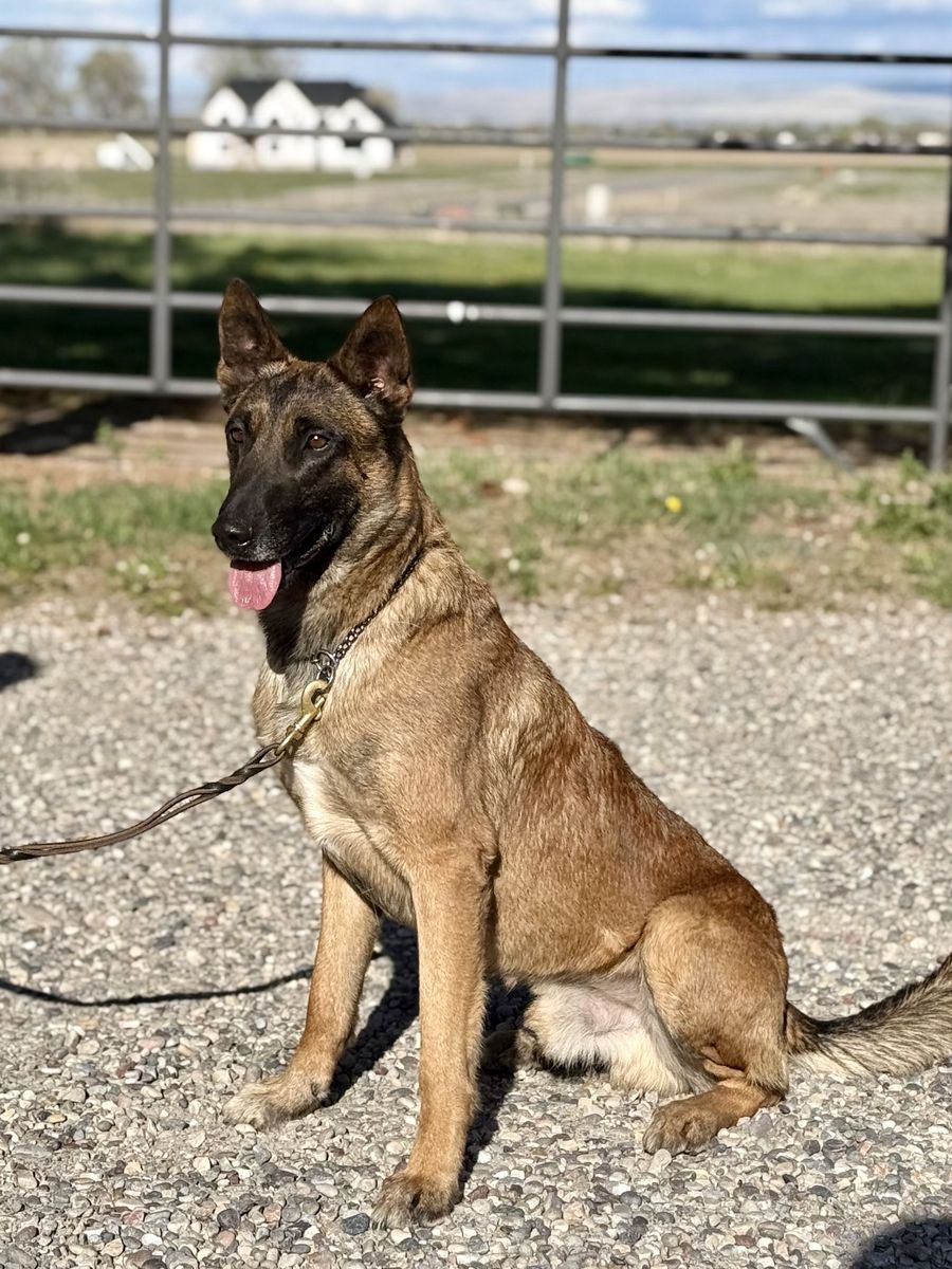 Pax Established Trained Male Mal Elevated K9 Working Dog Rescue