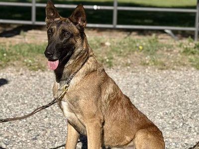 Pax Established Trained Male Mal Elevated K9 Working Dog Rescue