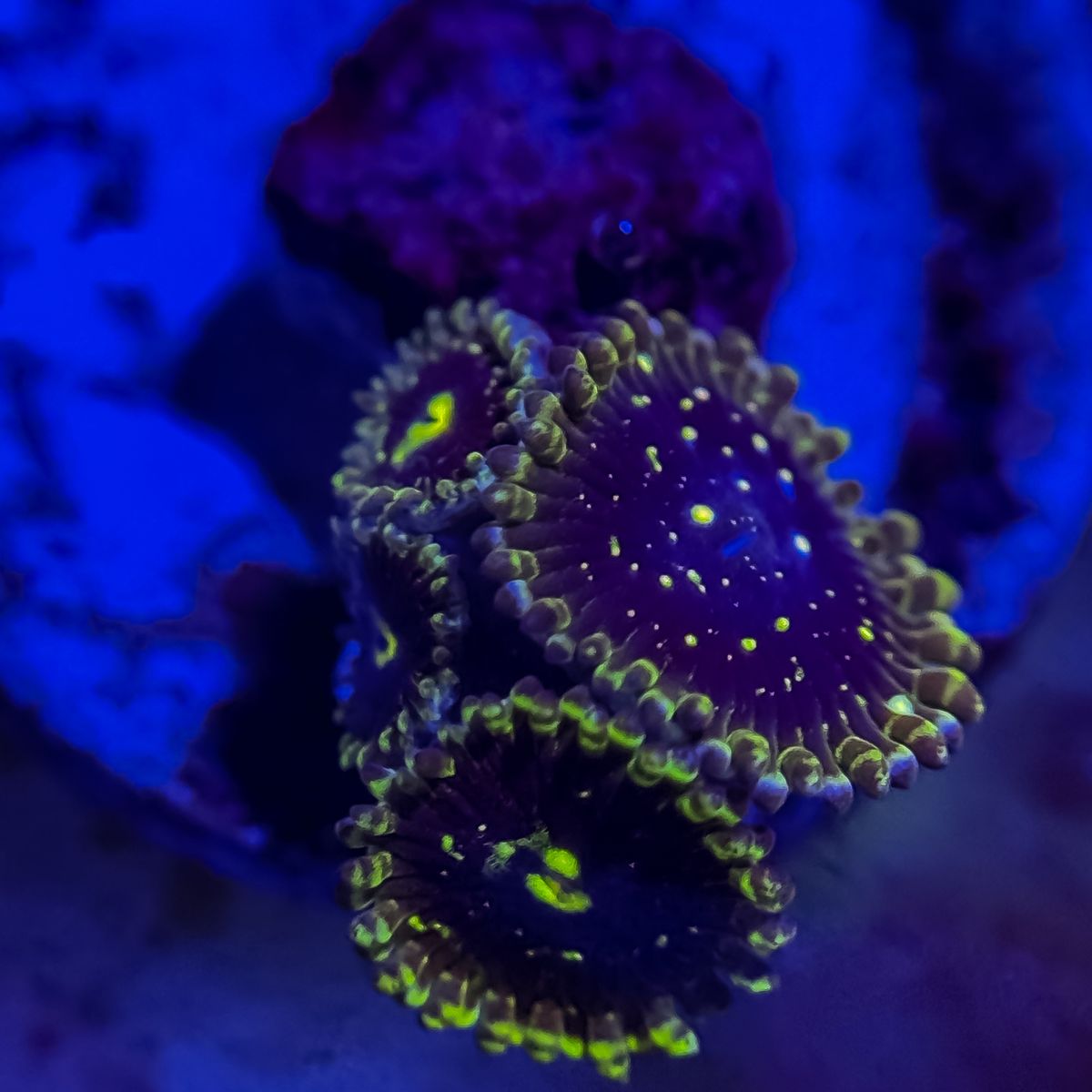 Zoas!!!!