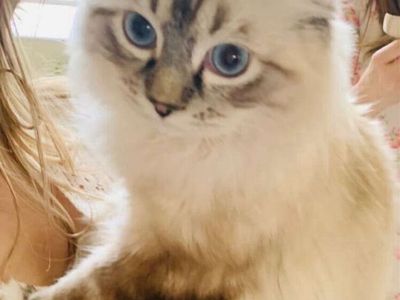Floppy/Fluffy SWEET Ragdoll kittens (STAY TINY)--PUPPY DOG like, DO TRICKS, SUPER SWEET/AFFECTIONATE shed less/less allergenic!