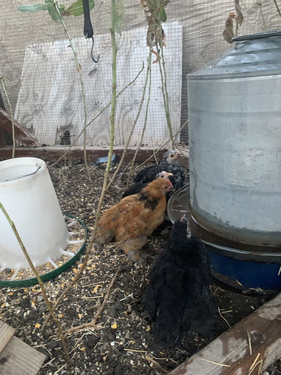 Chicks