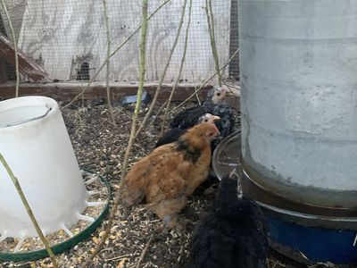 Chicks