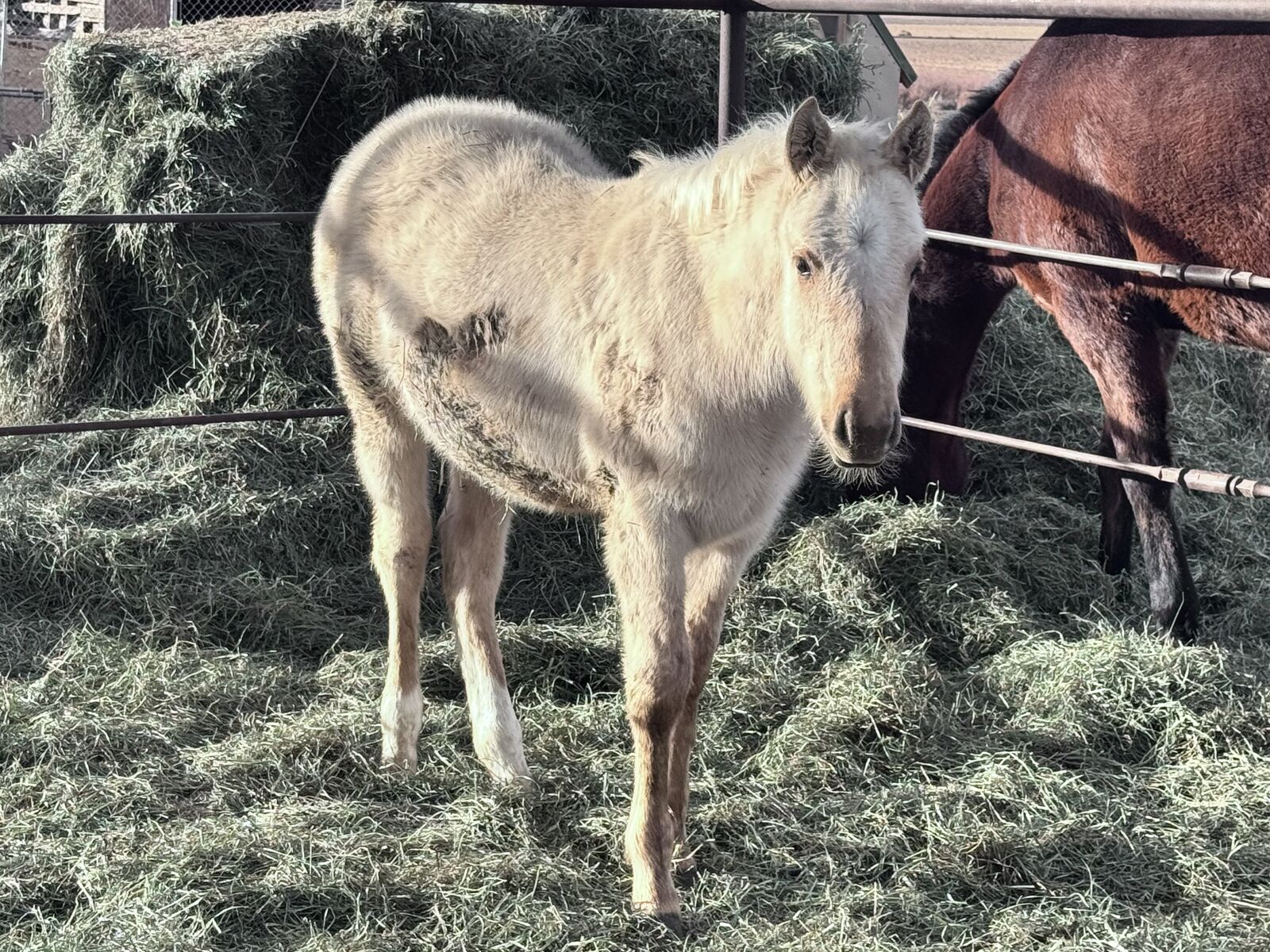 Well bred ‘25 AQHA Colt