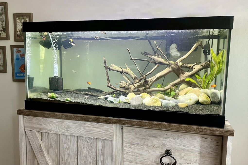 40 Gallon Aquarium/Fish Tank Setup + fish + extras