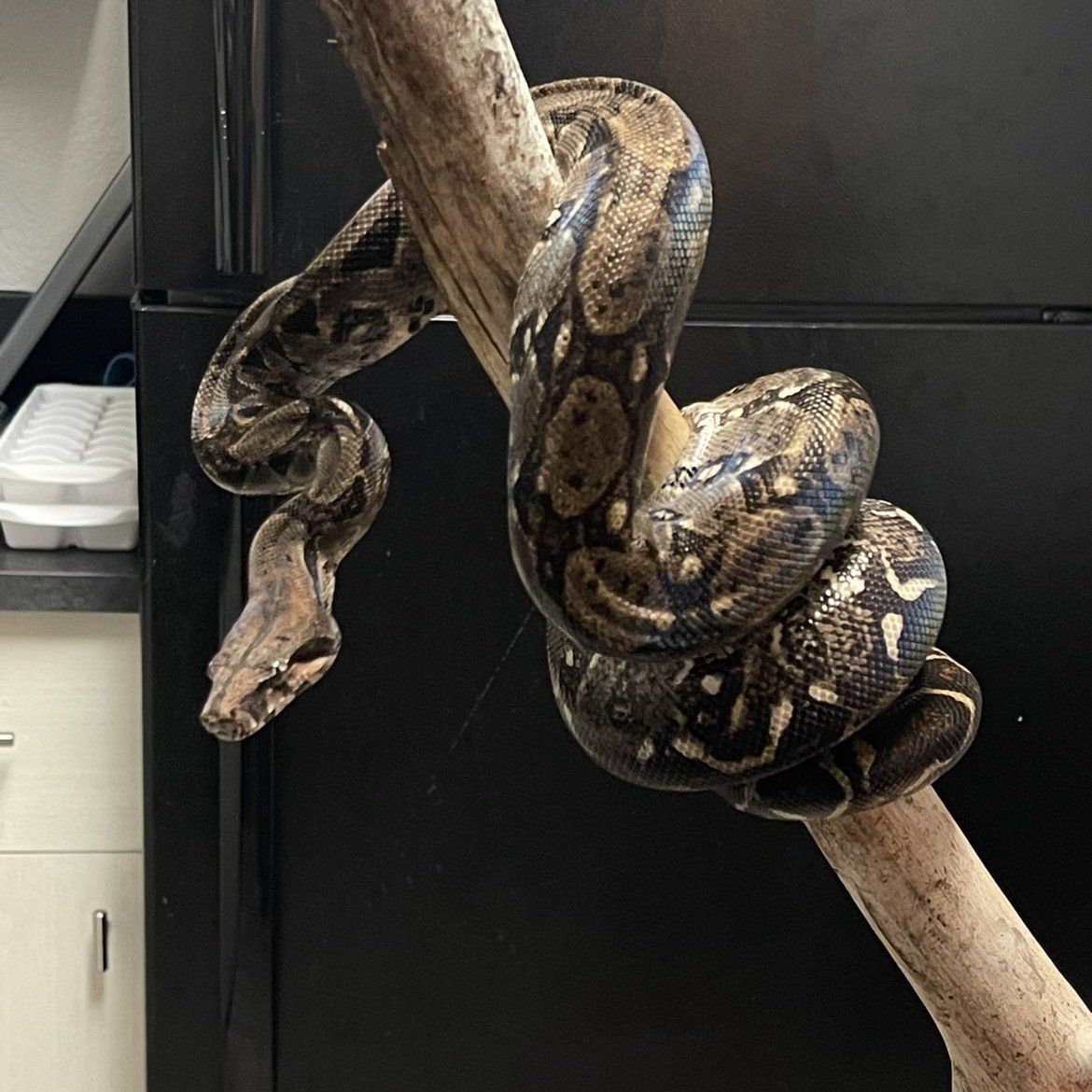 Normal Redtail Boa