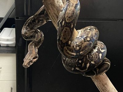 Normal Redtail Boa