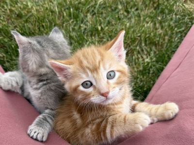 Orange Kitty (Female Only)
