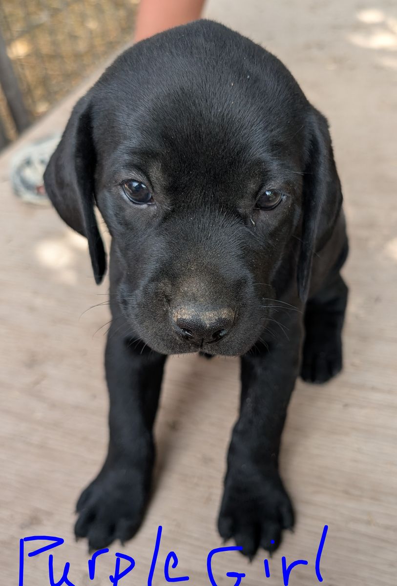 Labrador Retriever/German Wirehair Puppies - Adorable Hunting Dogs Ready for Their Forever Home