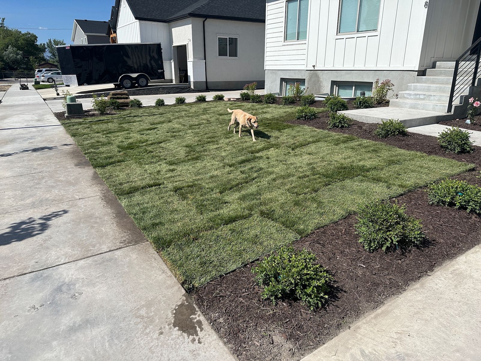 Premium Kentucky Bluegrass