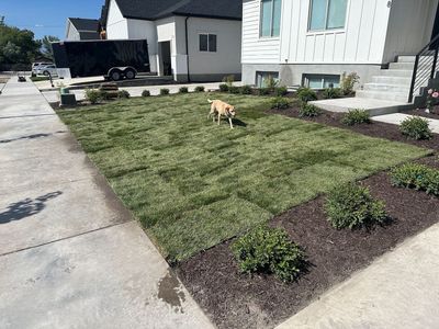 Premium Kentucky Bluegrass