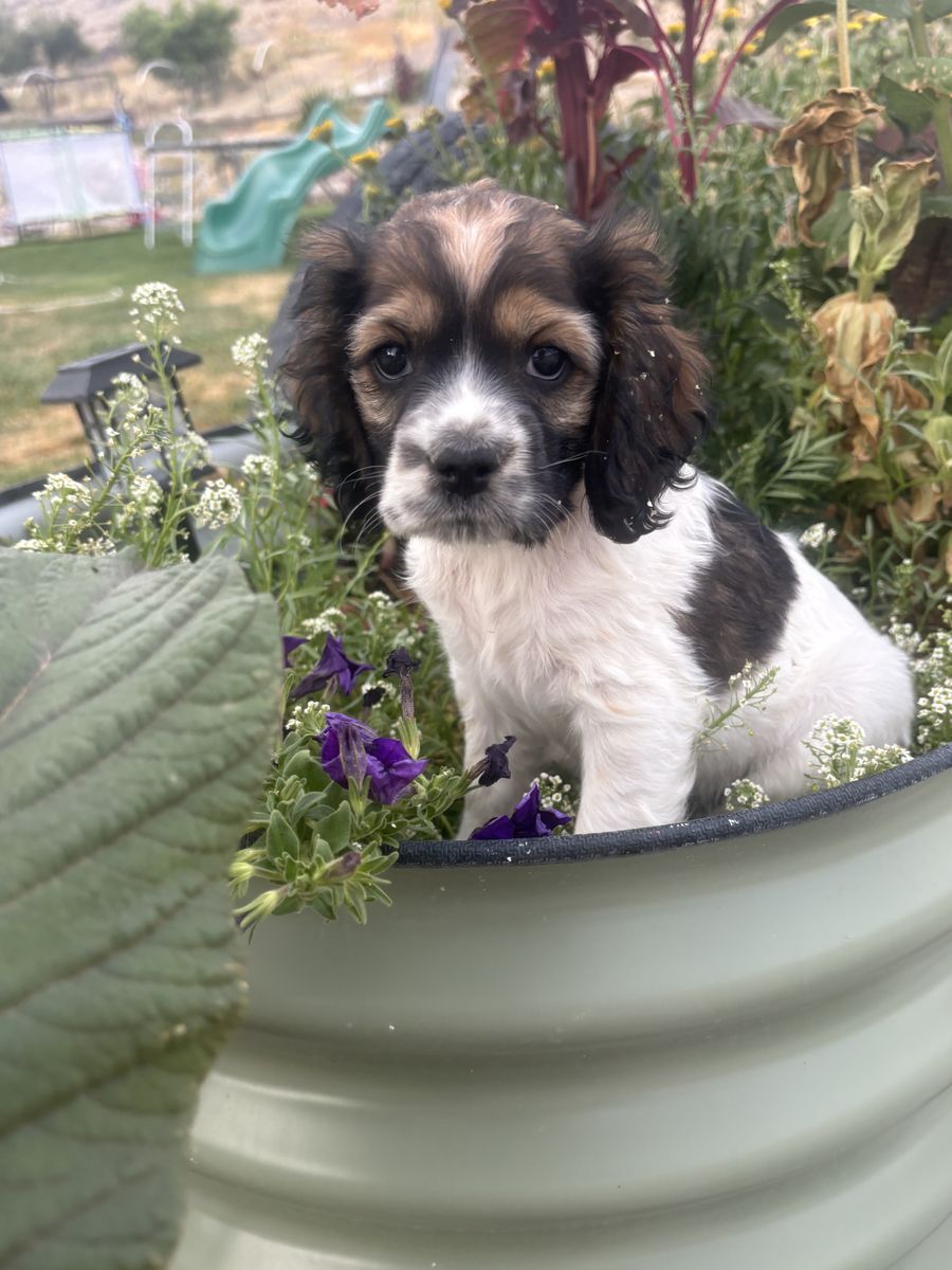 AKC Registered Cocker Spaniel Puppies