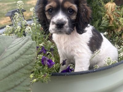 AKC Registered Cocker Spaniel Puppies
