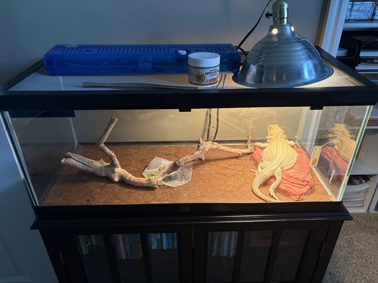 bearded dragon