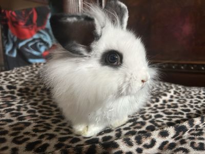 Holland lop / Lion head baby bunny!