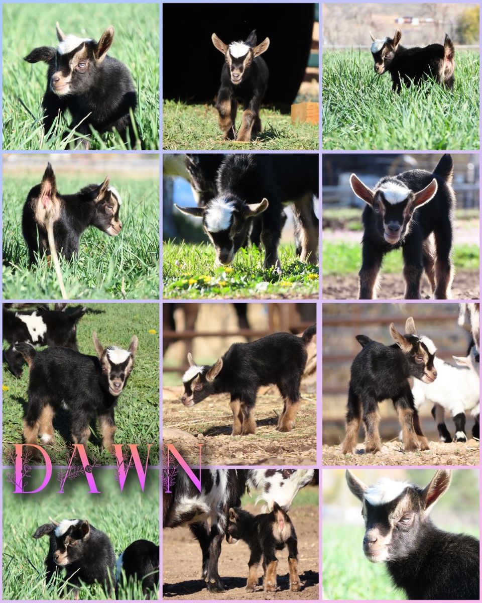 Purebred Nigerian Dwarf Doeling