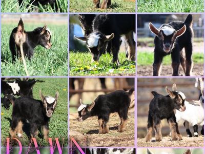 Purebred Nigerian Dwarf Doeling