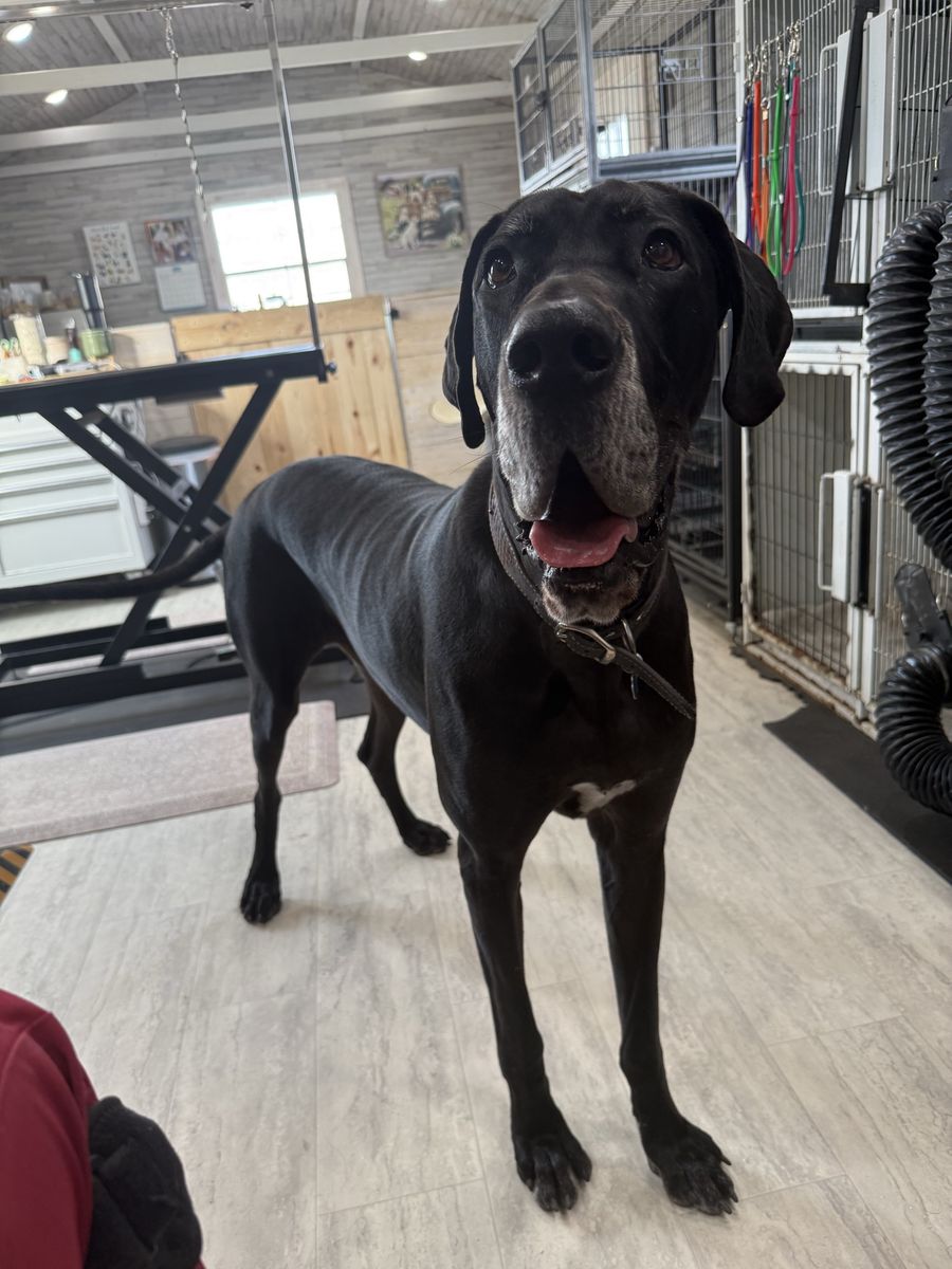 Super sweet Great Dane
