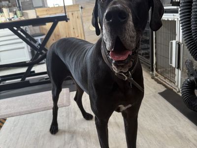 Super sweet Great Dane