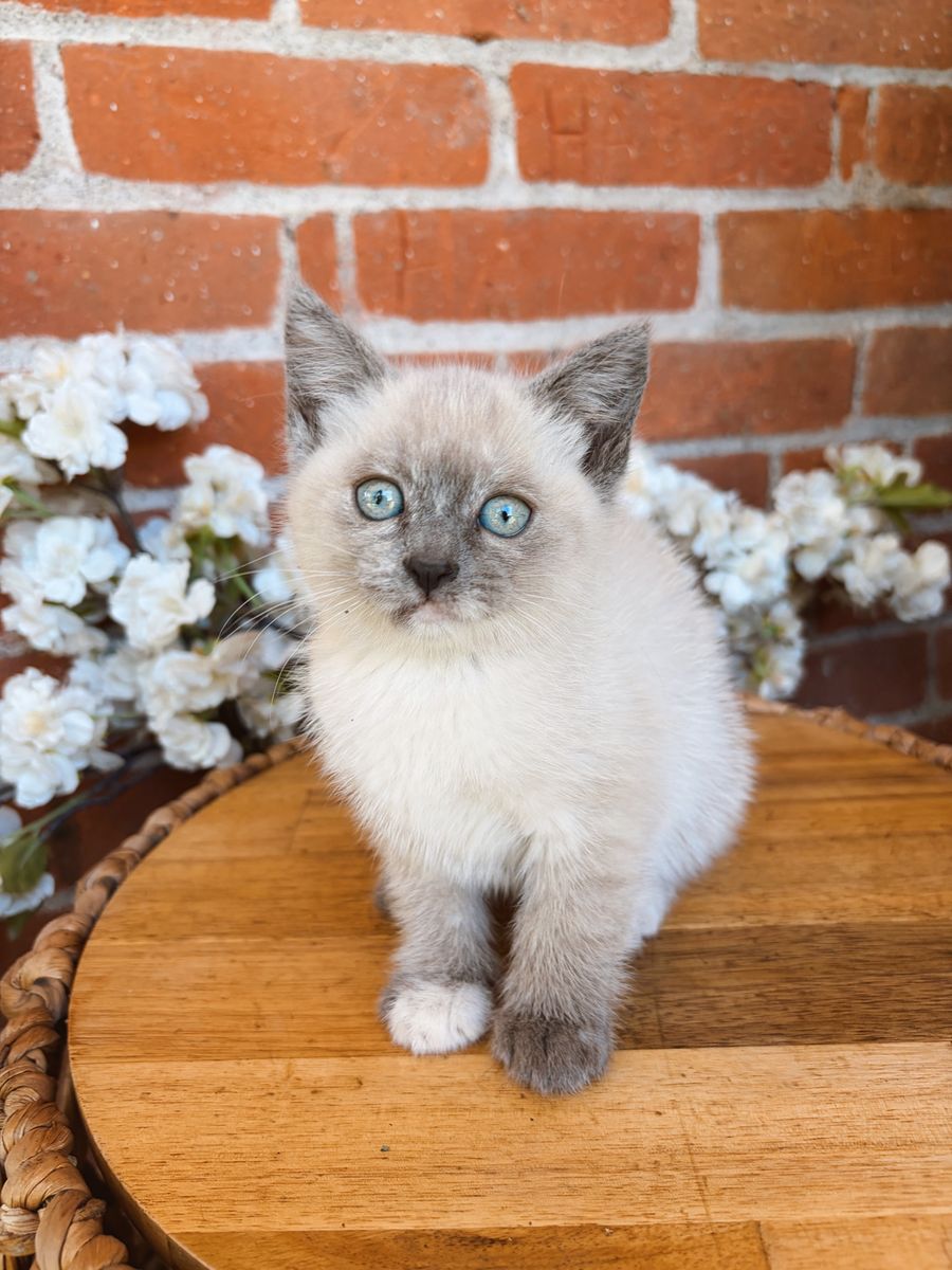 Gorgeous Lilac Lynx Point, Blue Lynx Point, Grey Ghost Tabby Kittens