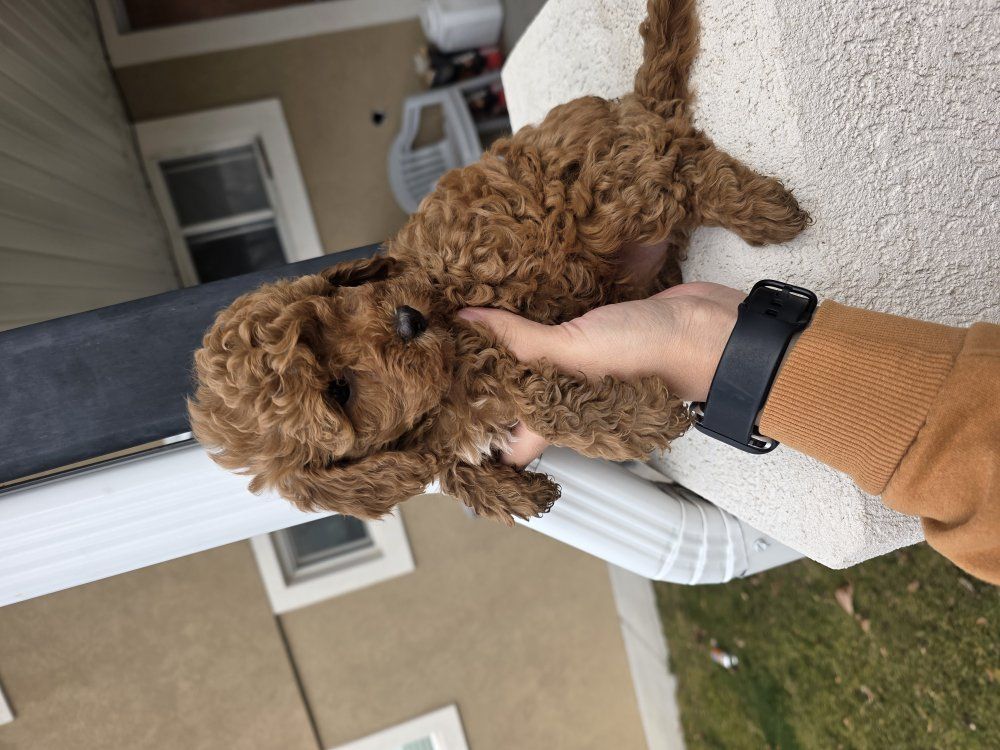 6-7lb Micro Cavapoo Puppys King Charles Toy poodle
