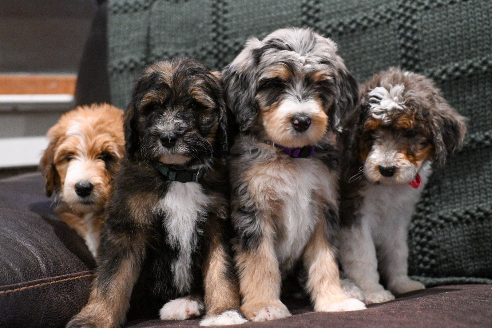 Paisley, Birdie,and Allie Bernedoodle puppies - Ready for their Forever Home!