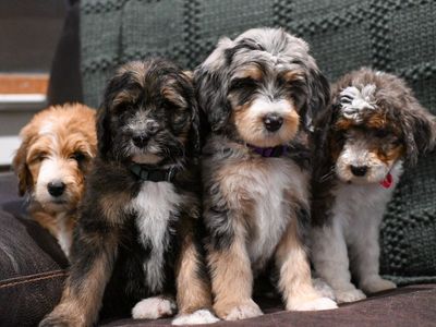 Paisley, Birdie,and Allie Bernedoodle puppies - Ready for their Forever Home!