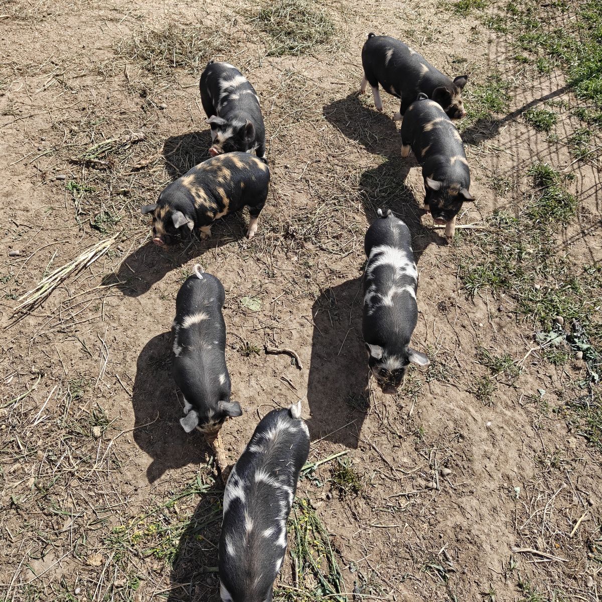 Kune Kune x IPP piglets