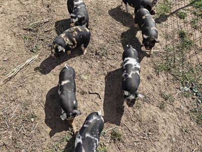 Kune Kune x IPP piglets