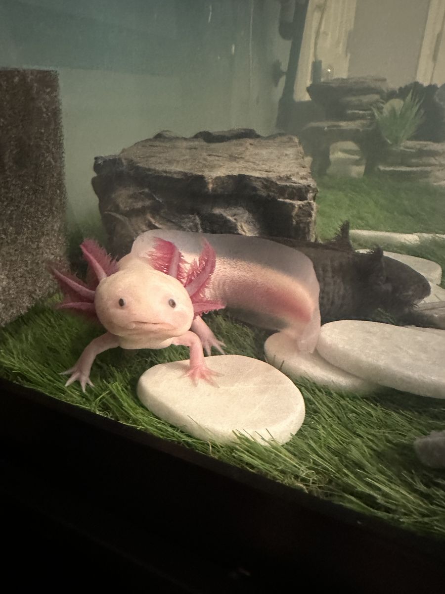 Male axolotl