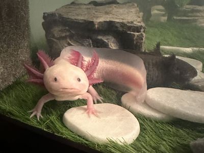 Male axolotl