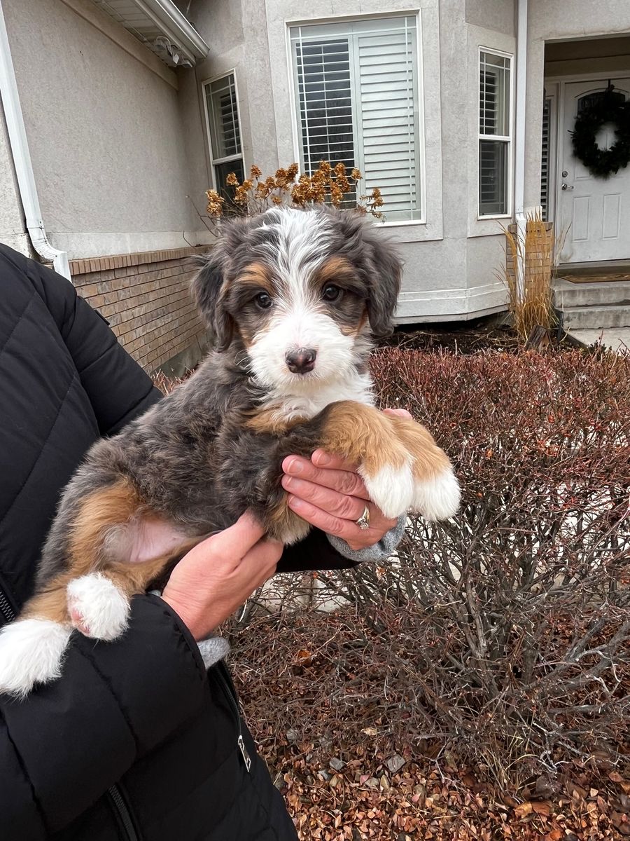 Female Merle Bernedoodle – Embark Tested – 9/10 Merle Intensity
