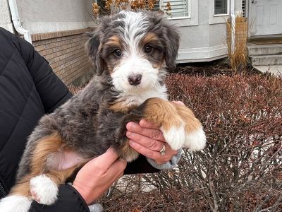 Female Merle Bernedoodle – Embark Tested – 9/10 Merle Intensity