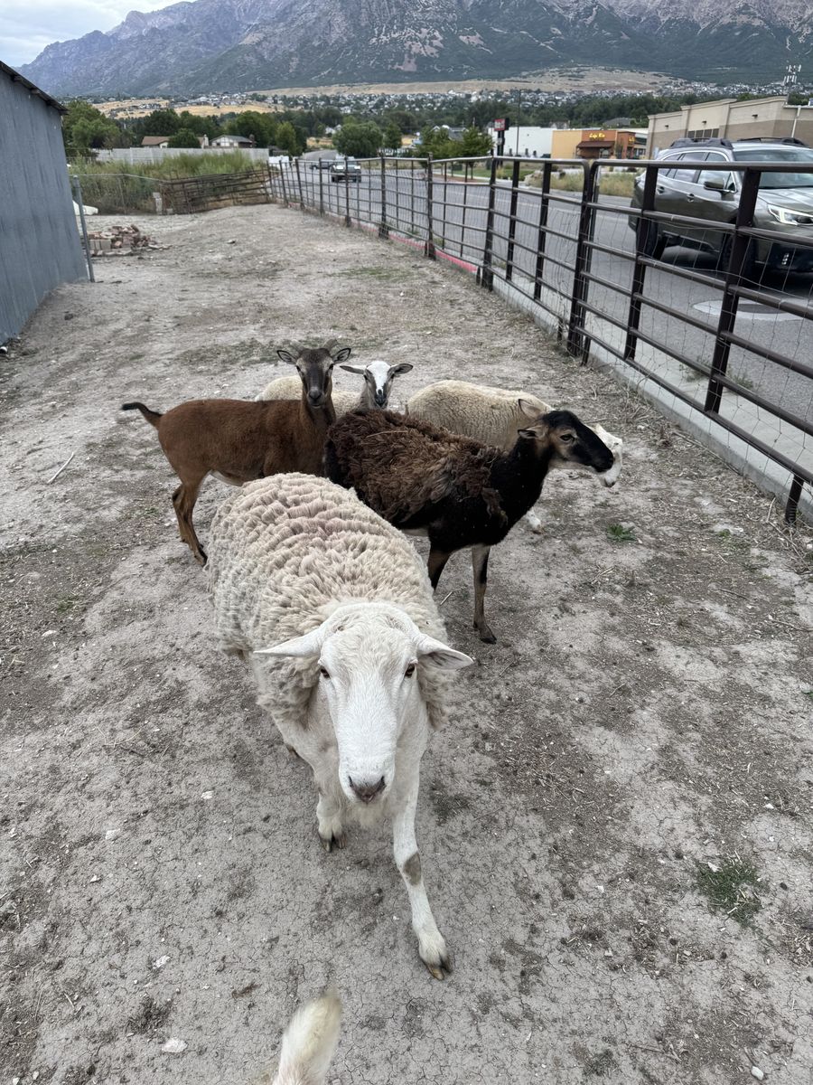 Hair Sheep Starter Flock, Ram and 3 Ewes