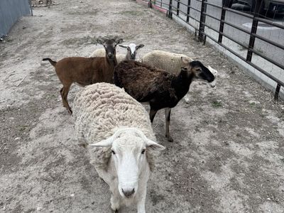 Hair Sheep Starter Flock, Ram and 3 Ewes