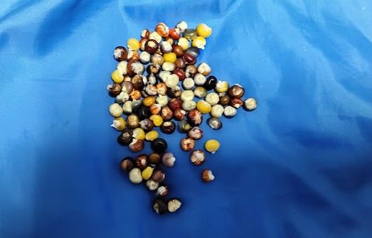 Hand-Picked 2025 Ornamental Corn Seed - Idaho Grown 50 seeds