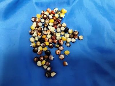 Hand-Picked 2025 Ornamental Corn Seed - Idaho Grown 50 seeds
