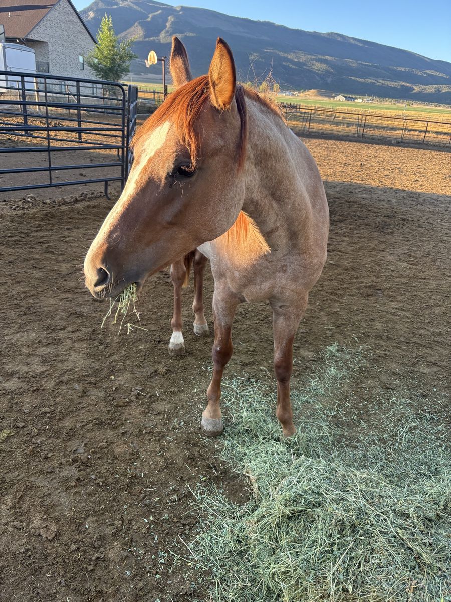 2 yr filly