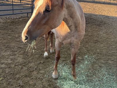 2 yr filly