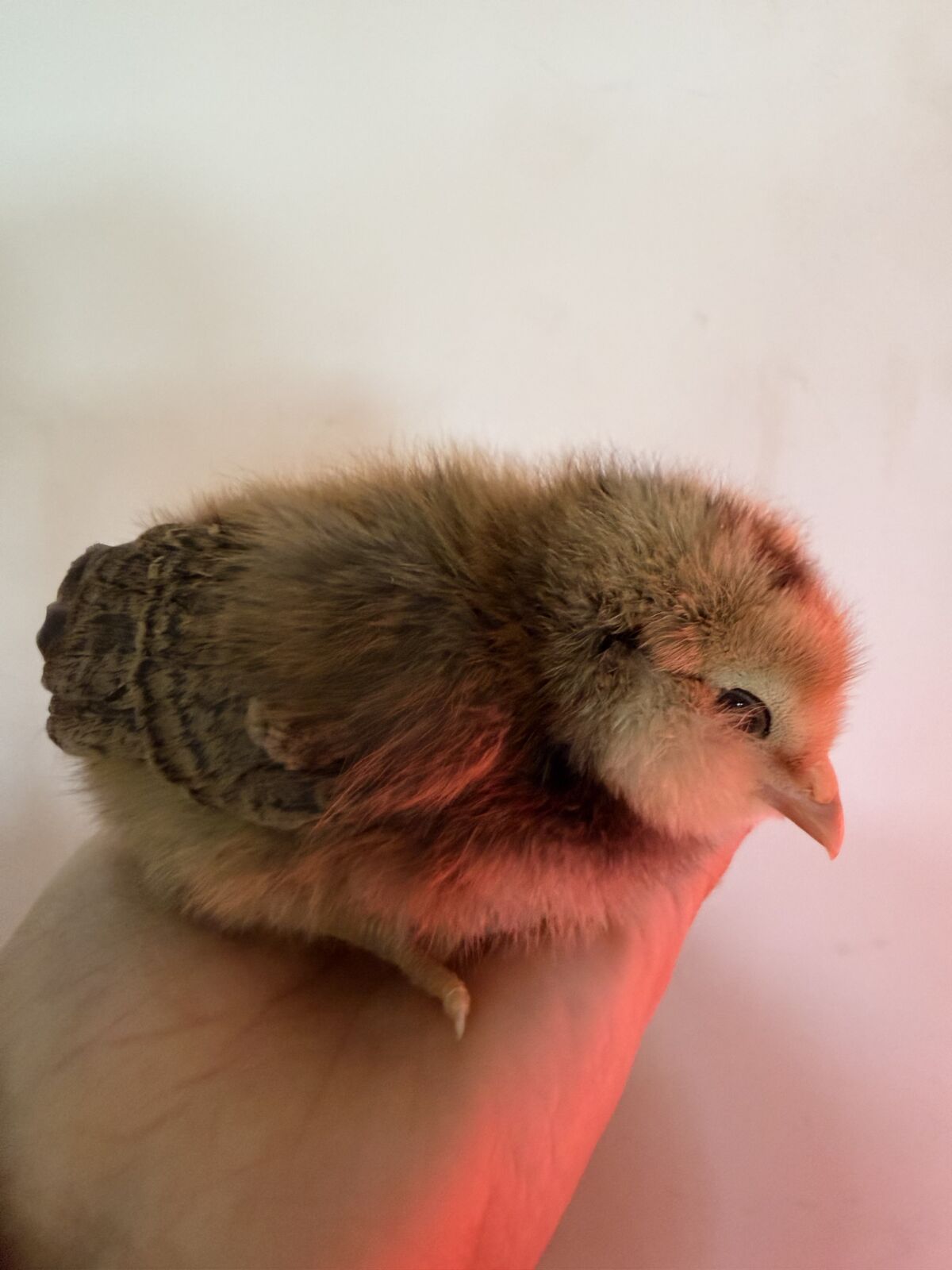 Easter eggers chicks sexed Female pullets hens