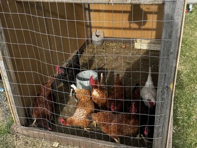 Chickens