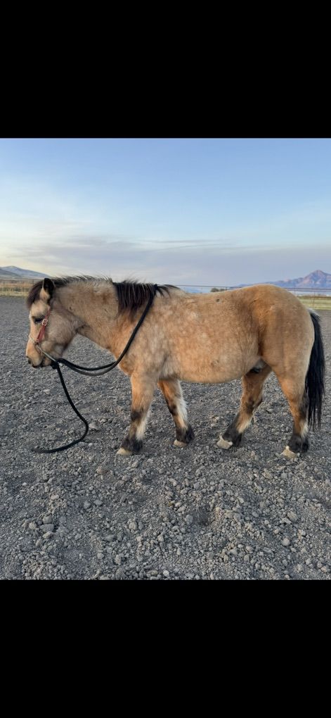 Pony Gelding
