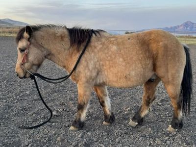 Pony Gelding