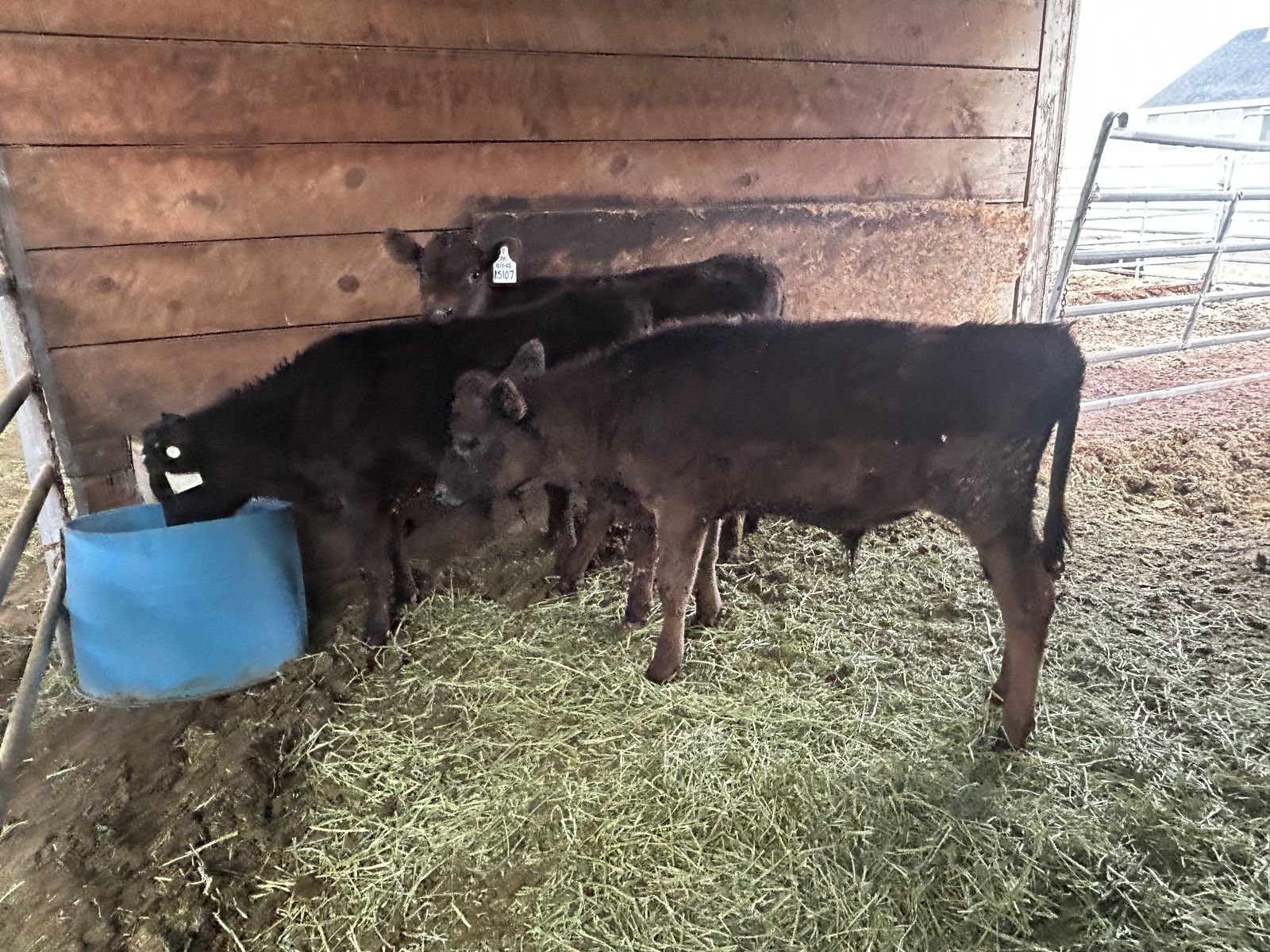 weaned 200 pound bull calf