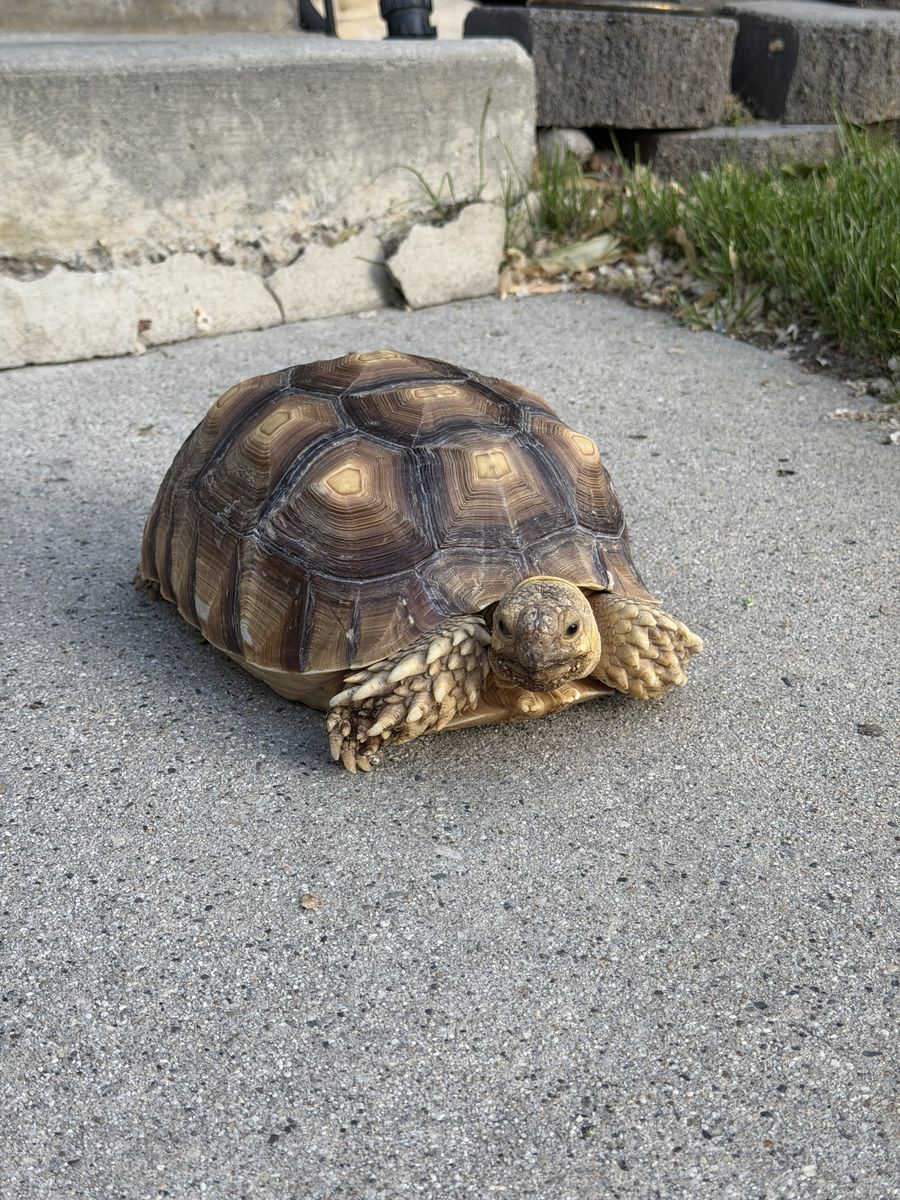 Healthy Sulcata tortoise