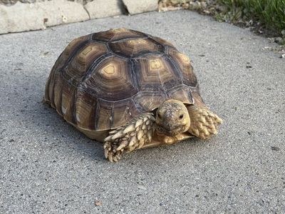 Healthy Sulcata tortoise